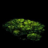 《艾尔登法环》洞窟苔藓获取方法分享