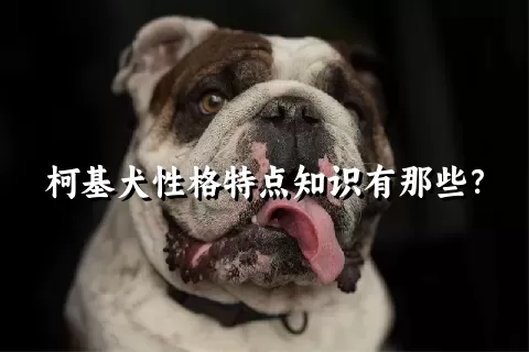 柯基犬性格特点知识有那些?