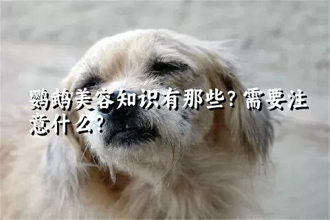 鹦鹉美容知识有那些?需要注意什么?