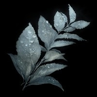 《艾尔登法环》夜露赫帕草获取方法分享