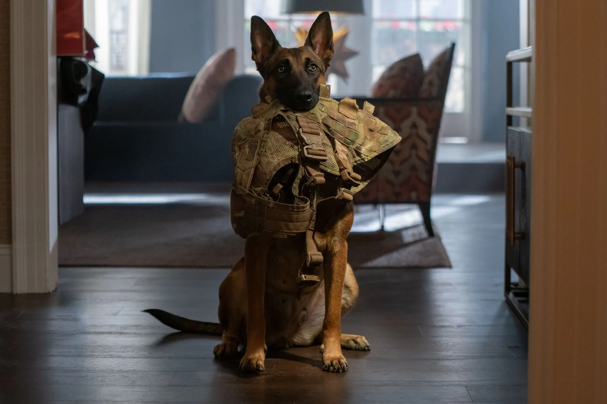 忠犬(2022)的剧照 忠犬(2022)的剧照