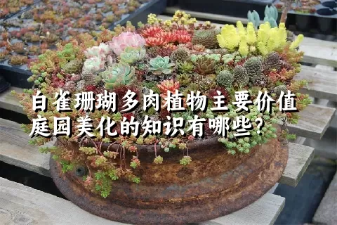 白雀珊瑚多肉植物主要价值庭园美化的知识有哪些?