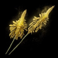 《艾尔登法环》亚塔斯花图鉴及获取方法分享