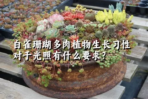 白雀珊瑚多肉植物生长习性对于光照有什么要求?