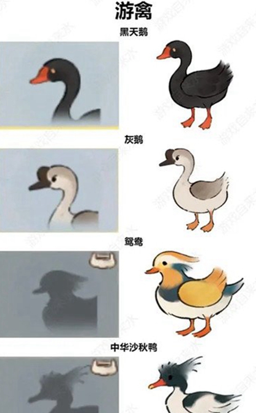 《桃源深处有人家》怎么辨别鸟类