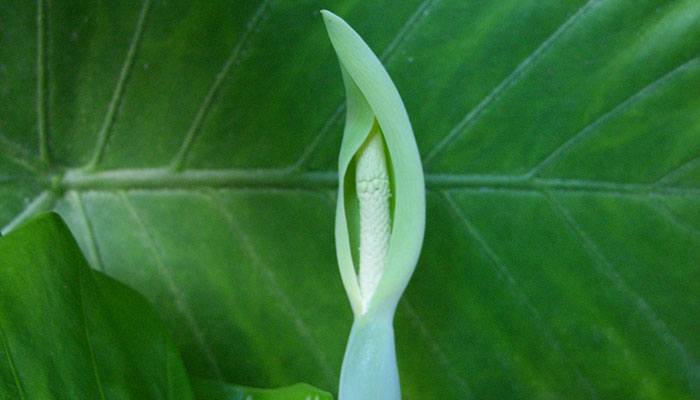 滴水观音的养殖方法 滴水观音怎么养