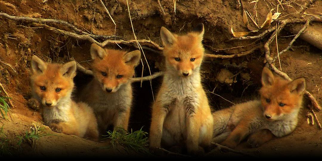 日本列岛(2012)的剧照 日本列岛(2012)的剧照