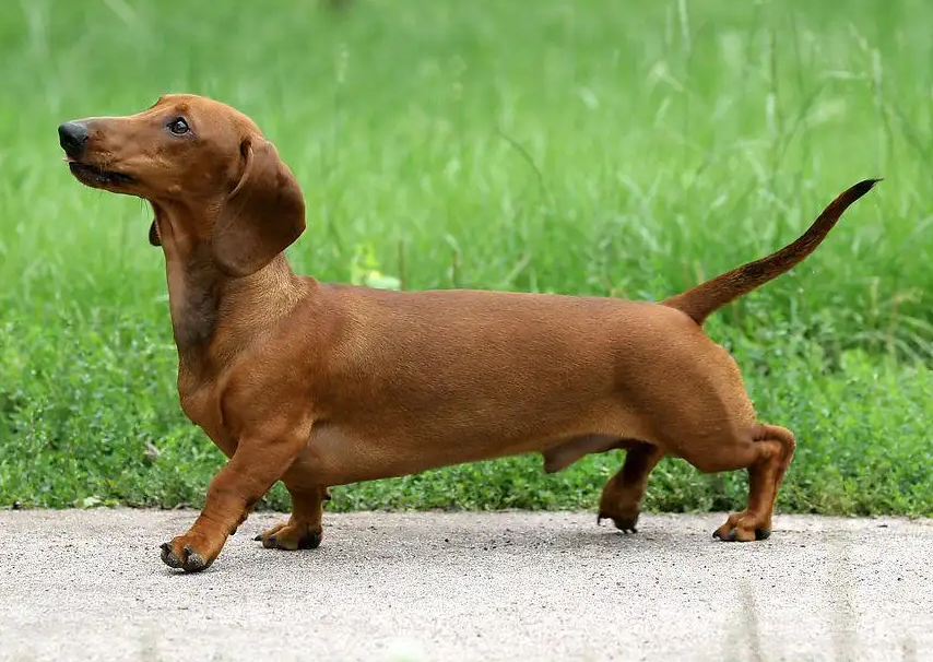 加菲猫里面的狗是什么品种?一起来认识一下吧! 加菲猫里面的狗是什么品种?一起来认识一下吧!