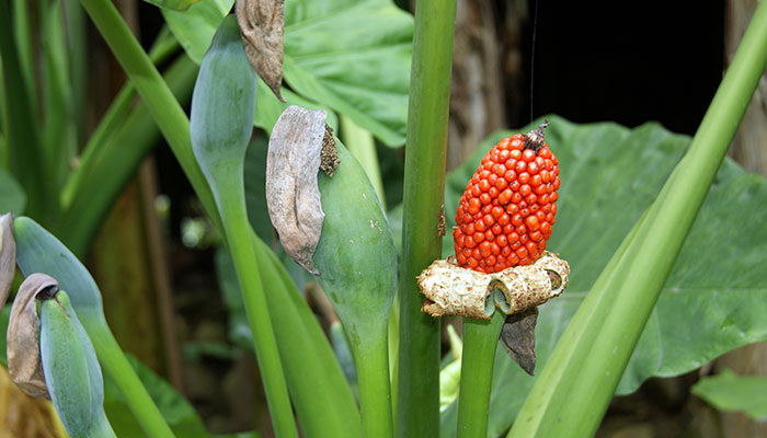 滴水观音的养殖方法和注意事项 滴水观音的养殖方法