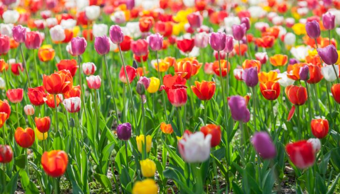 紫色郁金香花语 紫色郁金香花语是什么