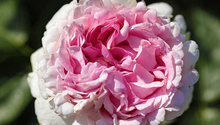 芍药花语 芍药花语是什么