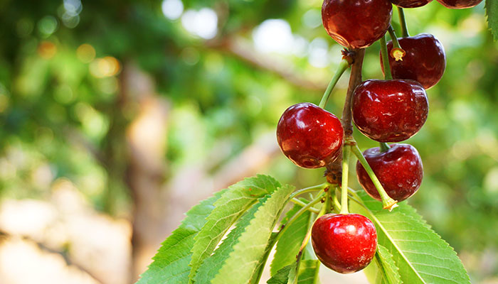 结果子的树有哪些 果树有哪些