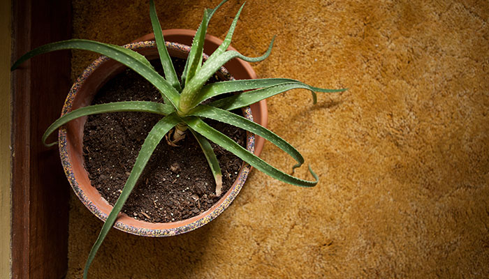 芦荟长得太大怎么修剪 芦荟长得太大的修剪方法