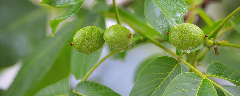 核桃树施什么肥 核桃树怎么施肥