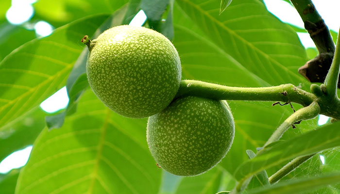 核桃树施什么肥 核桃树怎么施肥