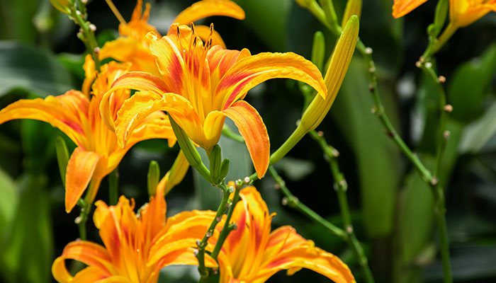 忘忧草花语 忘忧草花语是什么