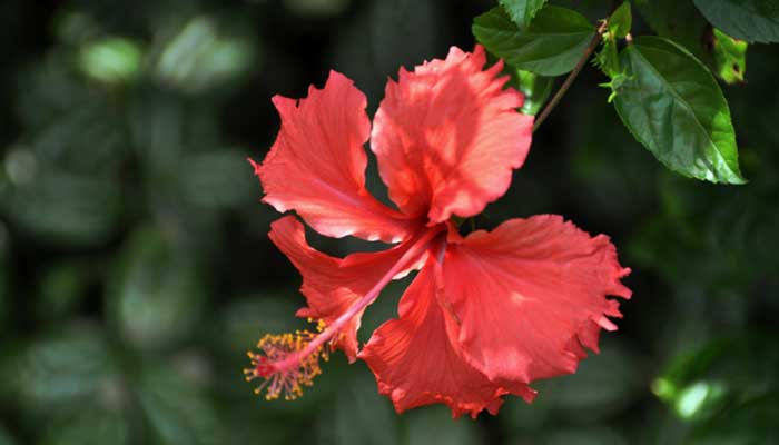 红色的花有哪些 红色花卉品种有哪些