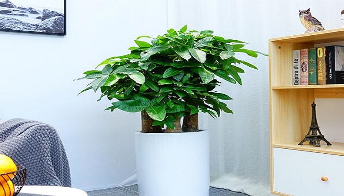 发财树怎么修剪 发财树的修剪方法