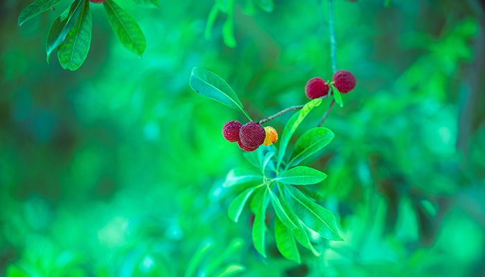 果树花期施什么肥 果树花期施哪些肥