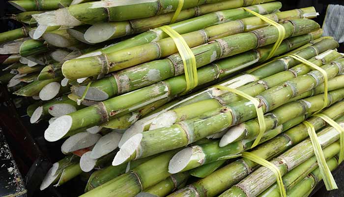 甘蔗4.jpg 甘蔗4.jpg