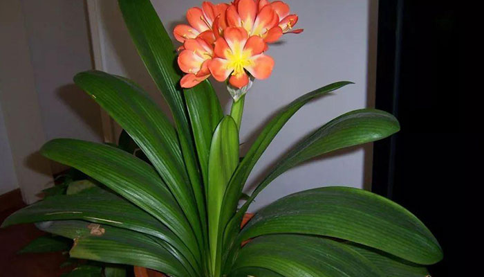 不晒太阳的花有哪些 喜阴的花有哪些