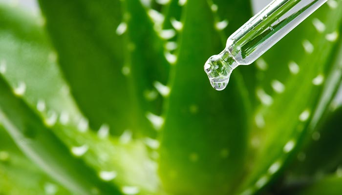 芦荟34.jpg 芦荟34.jpg