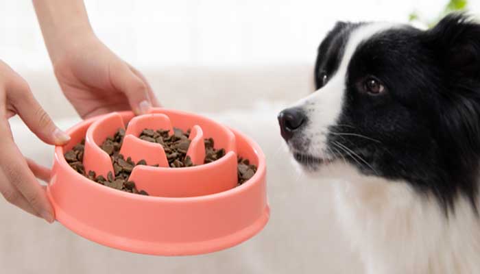 边境牧羊犬训练教程