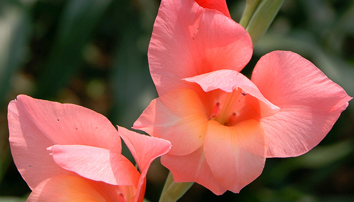 剑兰花语 剑兰花语是什么