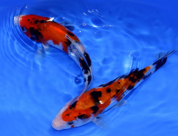 秋翠锦鲤不吃东西怎么办?先找清楚原因! 秋翠锦鲤不吃东西怎么办?先找清楚原因!