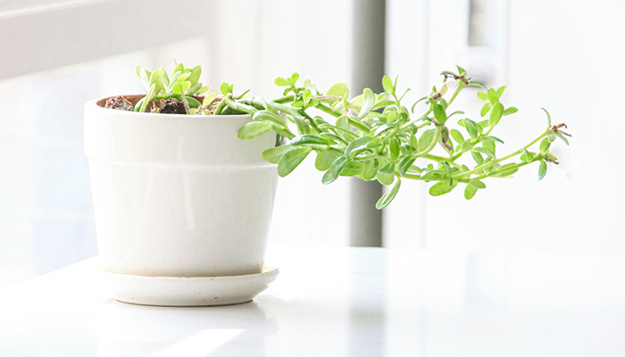 牡丹吊兰的养殖方法和注意事项 牡丹吊兰的养殖方法