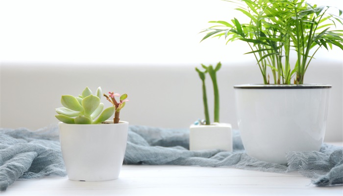 多肉长高怎么修剪 多肉长高的修剪方法