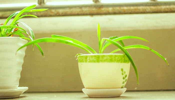 青叶吊兰的养殖方法和注意事项 青叶吊兰的养殖方法