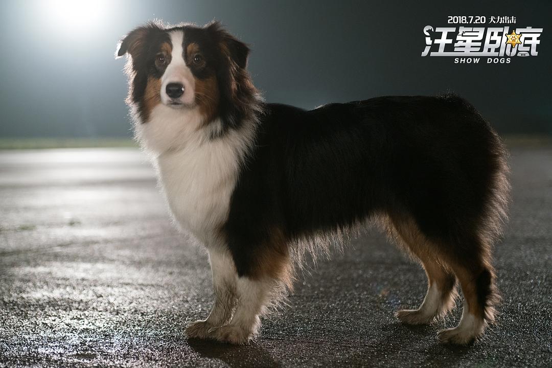 汪星卧底(2018)的剧照 汪星卧底(2018)的剧照