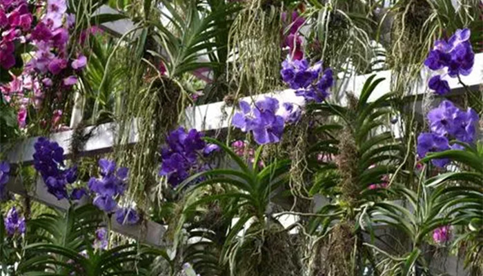 万代兰的花语是什么 万代兰的花语是什么意思