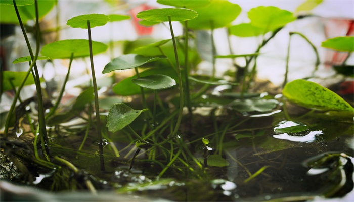 铜钱草开花了怎么修剪 铜钱草开花了的修剪方法