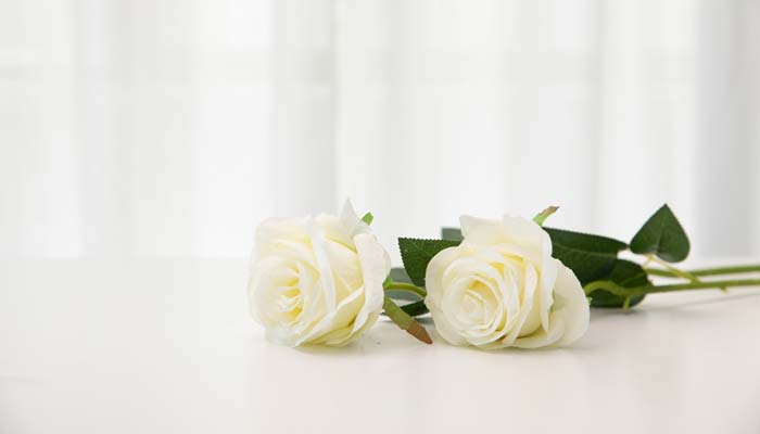 白色玫瑰花语 白色玫瑰花语是什么