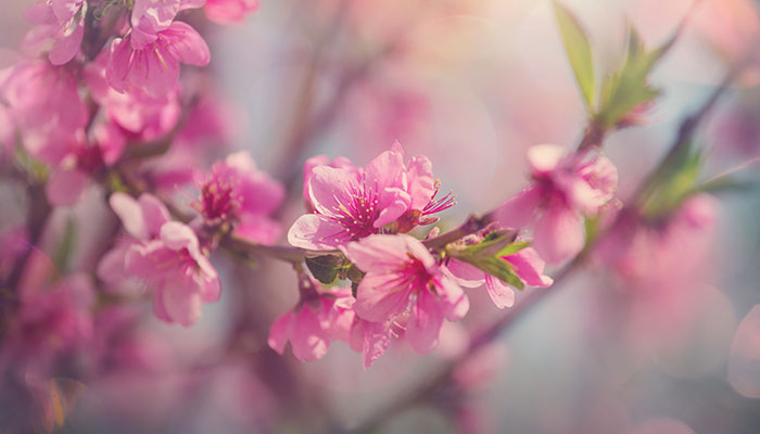 玉渊潭樱花什么时候开 玉渊潭樱花开放的时间