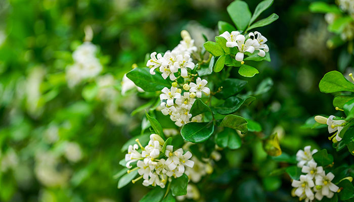 九里香怎么修剪 九里香的修剪方法