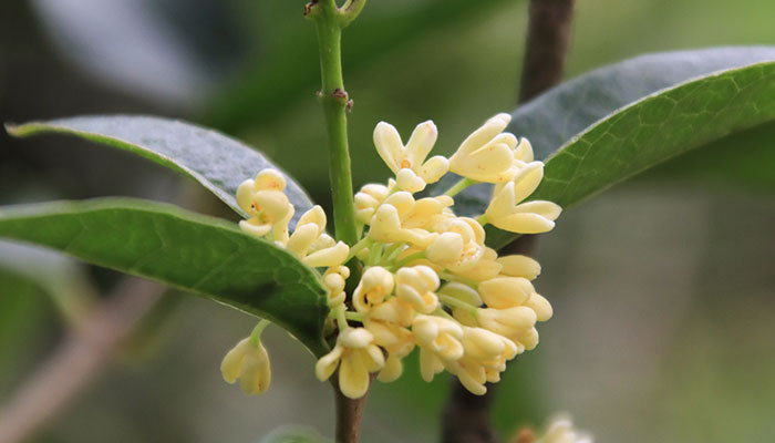 九里香怎么修剪 九里香的修剪方法