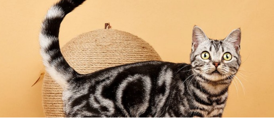 猫咪天生尾巴扭结，其实并不奇怪