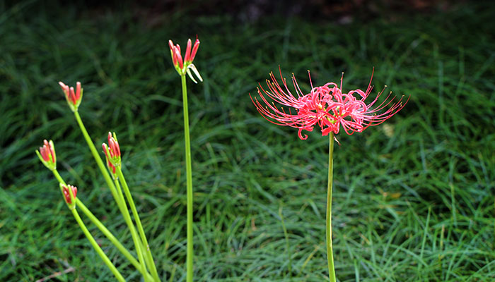 彼岸花的花语是什么 彼岸花的花语