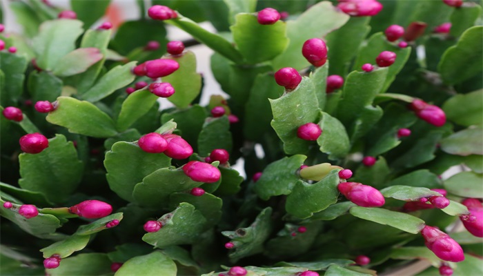 蟹爪兰施什么肥最好 蟹爪兰最好施什么肥