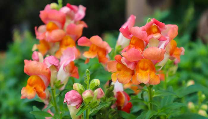 金鱼草怎么修剪 金鱼草的修剪方法