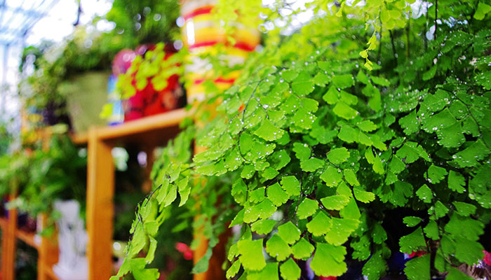 铁线蕨的养殖方法和注意事项 铁线蕨的养殖方法