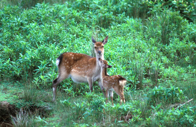 日本列岛(2012)的剧照 日本列岛(2012)的剧照