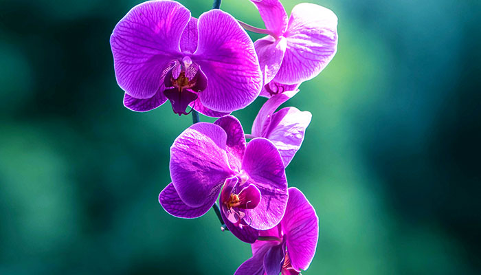 兰花怎么施肥施什么肥 兰花怎么施肥