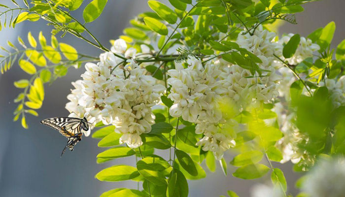 槐花什么时候开 槐花的开花时间