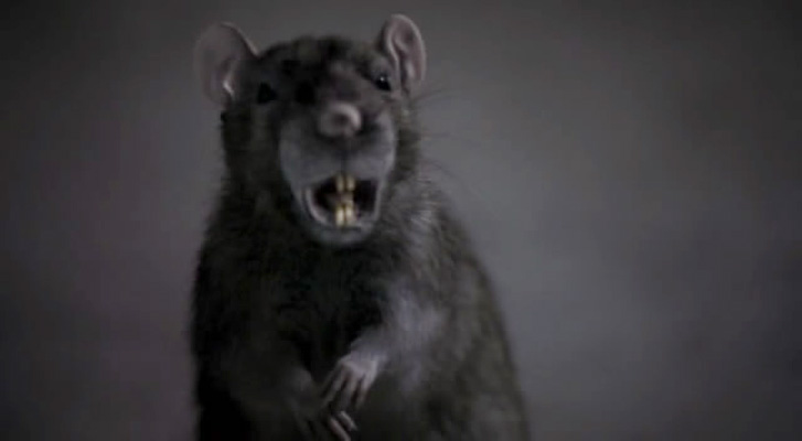 灭鼠大战(2002)的剧照 灭鼠大战(2002)的剧照