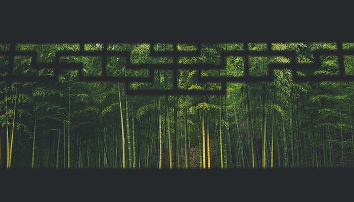 竹子45.jpg 竹子45.jpg