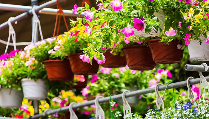 喇叭花花语 喇叭花花语是什么